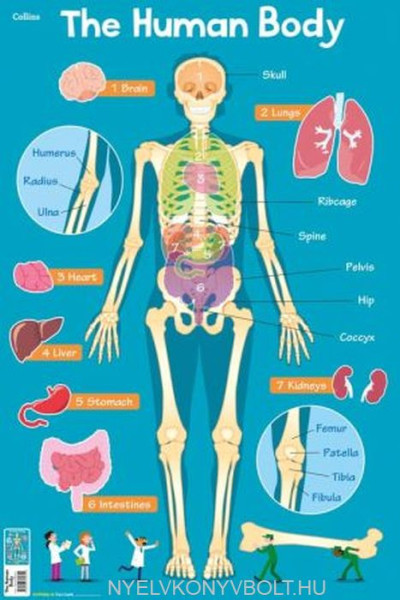 Children's Poster - Human Body
