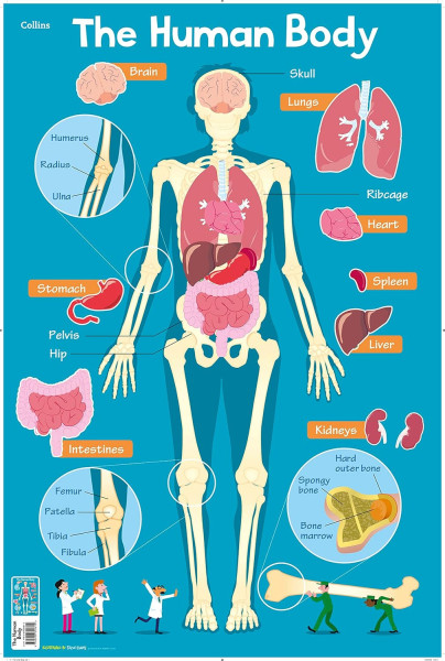 Children's Poster - Human Body
